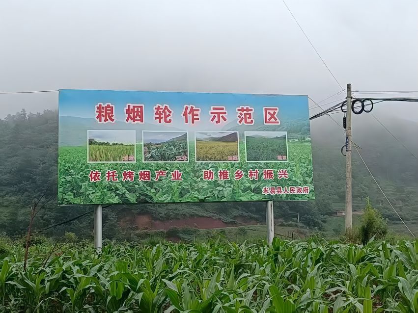 粮烟轮作示范区。米易县烟草专卖局（分公司）供图
