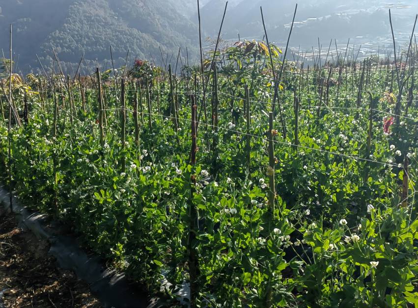 烟农利用冬闲地种植豌豆。米易县烟草专卖局（分公司）供图