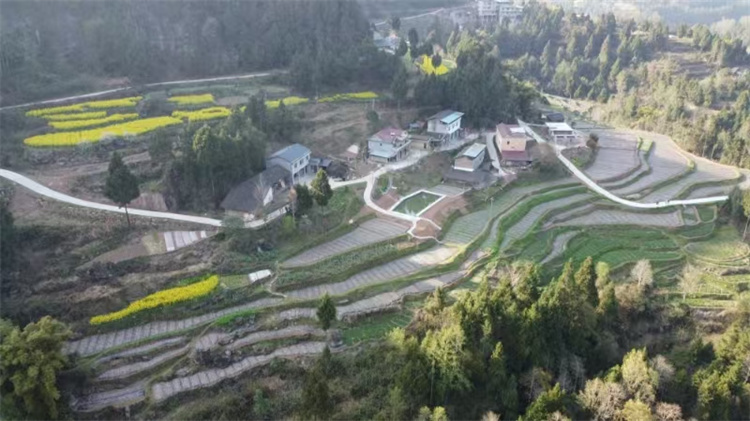 种植的中药材。苍溪县融媒体中心供图