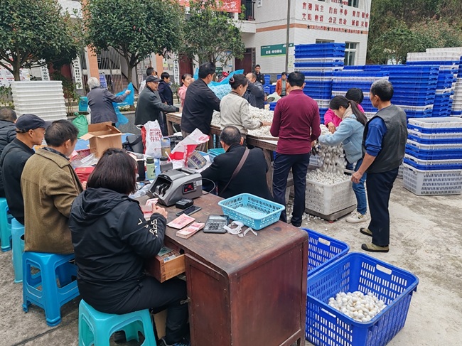 带动村民发展蚕桑产业。徐振宇供图