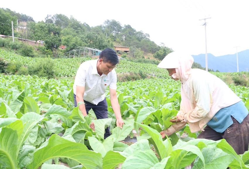 黨員李杰田間指導病虫害防治。米易縣煙草專賣局（分公司）供圖