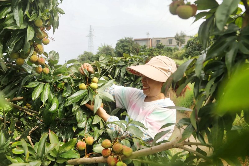 採摘荔枝。合江縣委宣傳部供圖