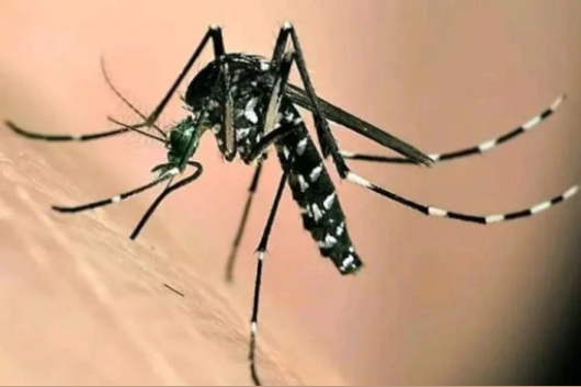 白紋伊蚊。汶川縣中醫醫院供圖