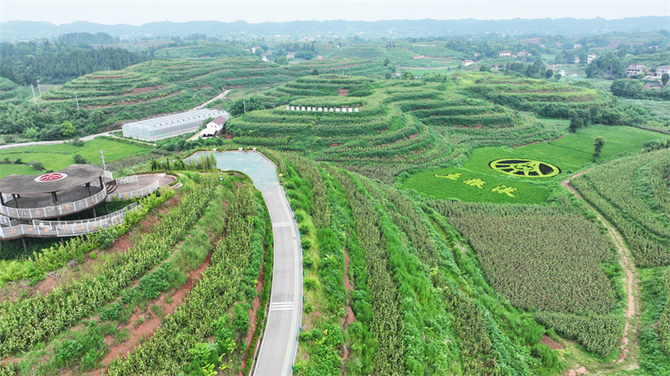高粱航拍。翠屏区融媒体中心供图
