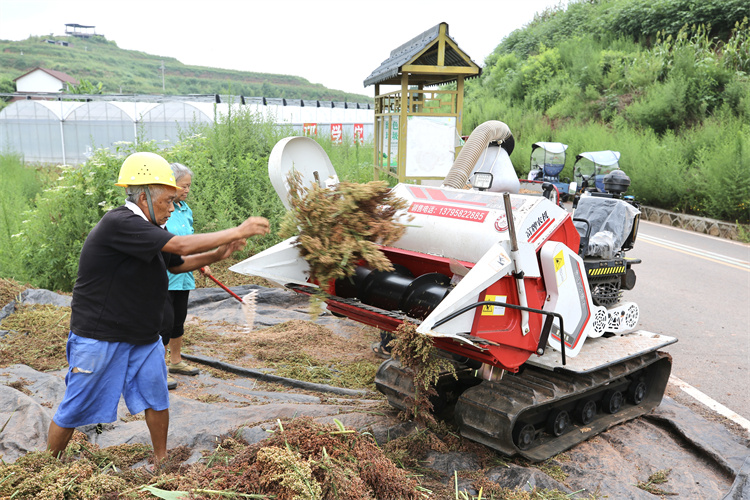 农户把高粱扔进给脱粒打穗农机。翠屏区融媒体中心供图