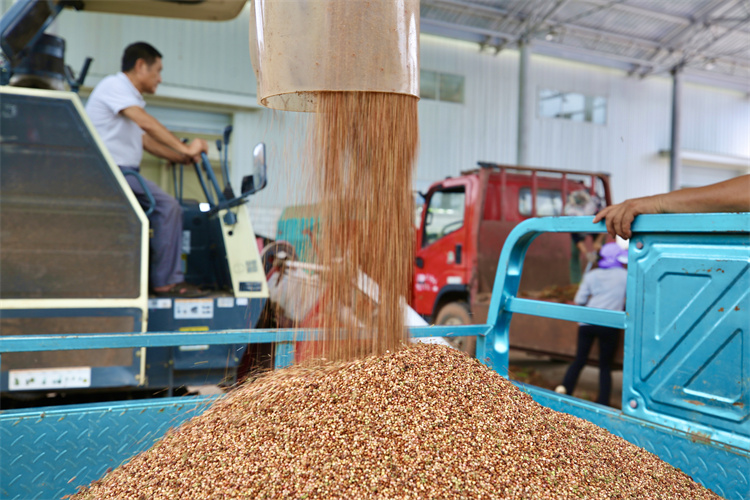 农机给高粱脱粒打穗。翠屏区融媒体中心供图