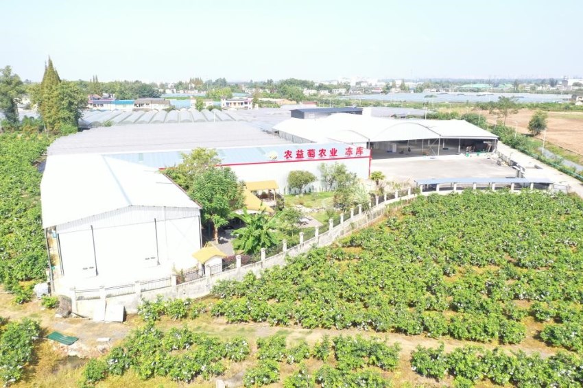葡萄产销一体化示范园。眉山市委宣传部供图