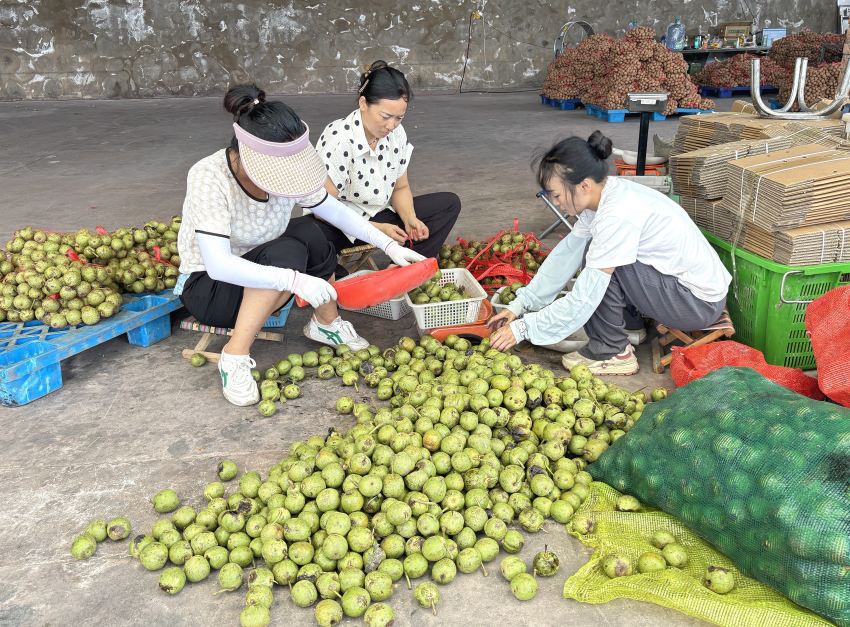 没有去皮的核桃。德昌县委宣传部供图