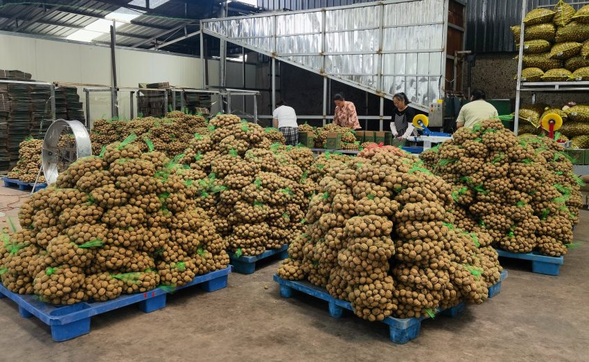 已经加工过的核桃。德昌县委宣传部供图