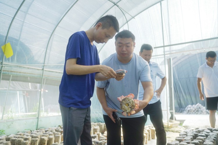 专家现场指导种植粉木耳。青川县融媒体中心供图