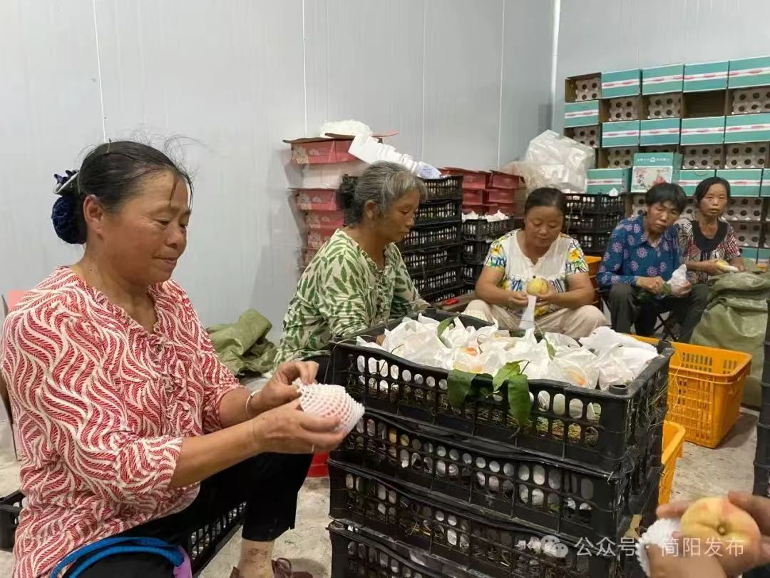 工人们细致分拣晚白桃。简阳市融媒体中心供图