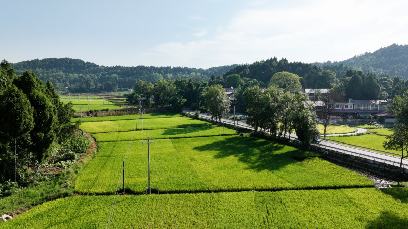 白果村高標准農田改造后種植的首季水稻。姚陽攝