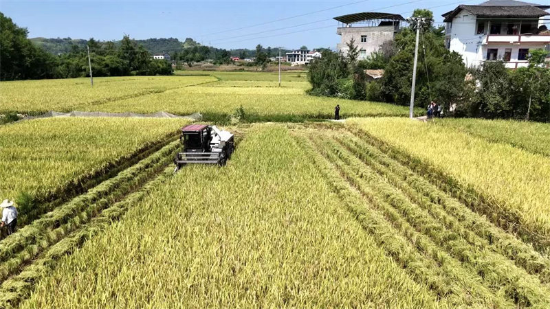 邻水县丰禾镇胜利村水稻正在收割。向富榆摄