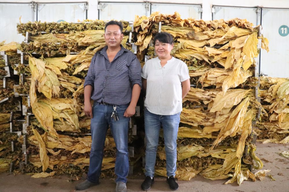 烟农收获刚烤好的烤烟。剑阁县烟草专卖局供图