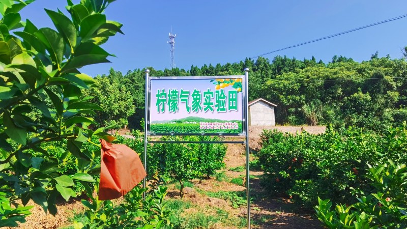 柠檬气象试验田标牌。陈维摄