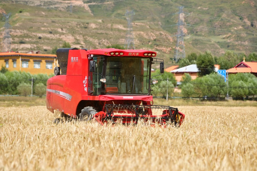 联合收割机正在收割青稞。汤启阳摄