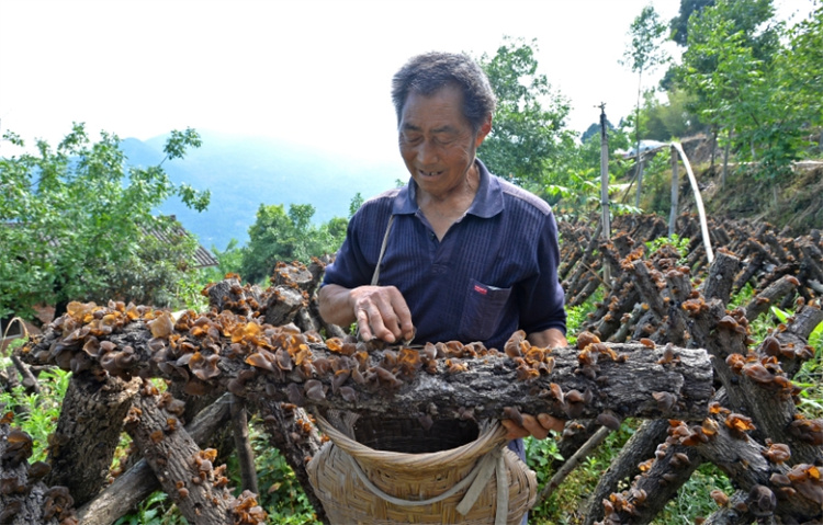 种植木耳。罗金梅供图