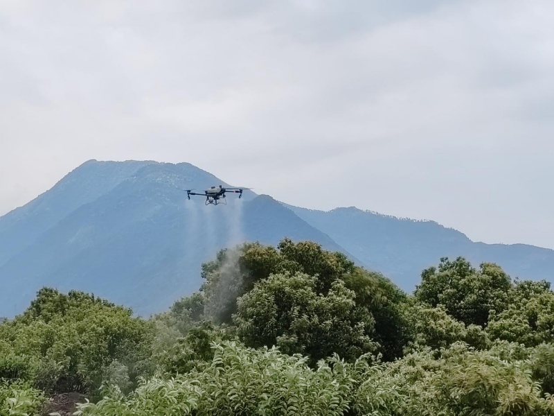 無人機開展大規模板栗防治作業。張霖攝