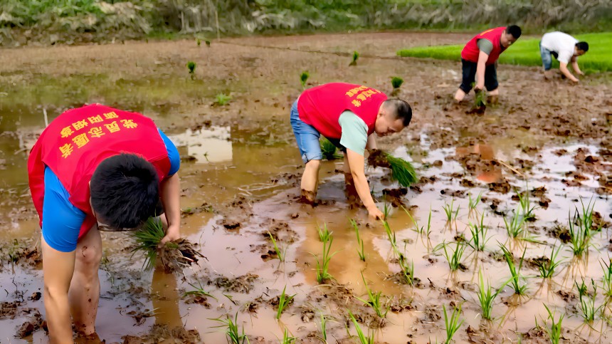 成都煙草黨員志願者幫助村民插秧苗。成都市煙草專賣局供圖