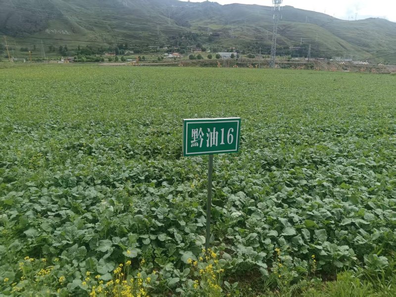 培育的油菜新品种及地块之一。道孚县委宣传部供图