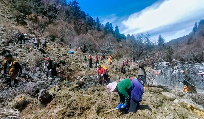 村民在荒山荒坡种植根雀苗。