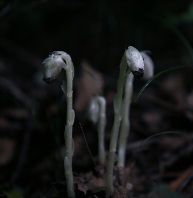 水晶兰。 张菊容摄
