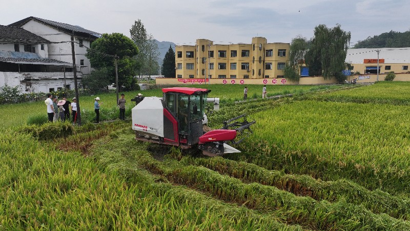 机收水稻。王小刚摄