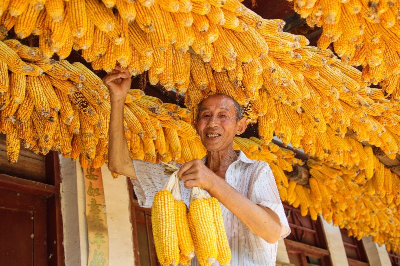 玉米丰收。张平摄