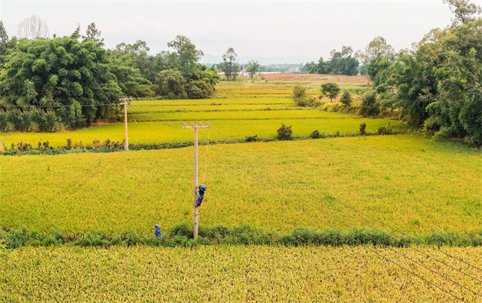 廣安鄰水縣供電有限公司組織員工走進田間地頭，巡檢涉農供電設備及線路。