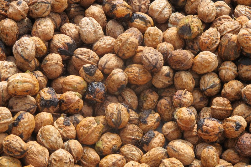 德昌核桃。德昌縣委宣傳部供圖