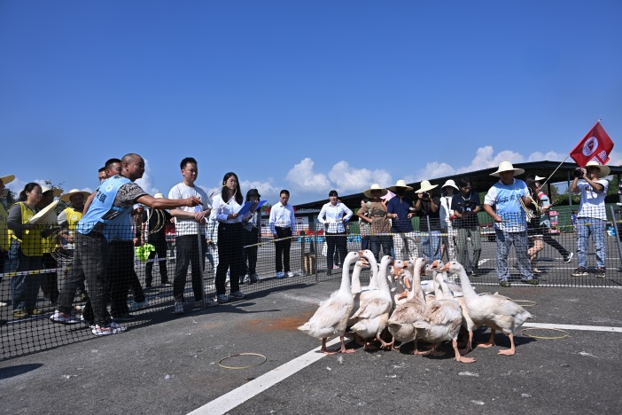 开心套大鹅比赛正在进行。仁寿县委宣传部供图