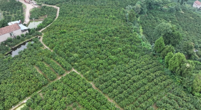 柑橘林。雁江区融媒体中心供图