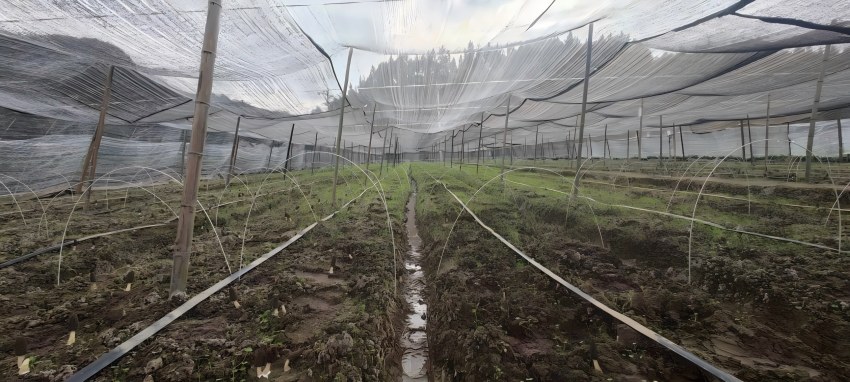 羊肚菌种植现场。南充市烟草专卖局（公司）供图
