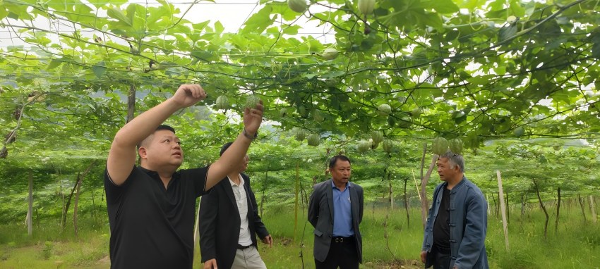 驻村工作队与种植户交流吊瓜种植技术。南充市烟草专卖局（公司）供图