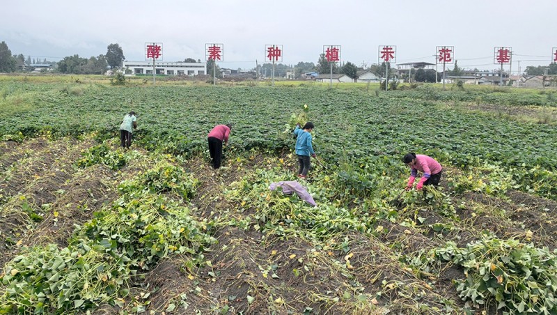 酵素種植示范基地。綿竹市融媒體中心供圖