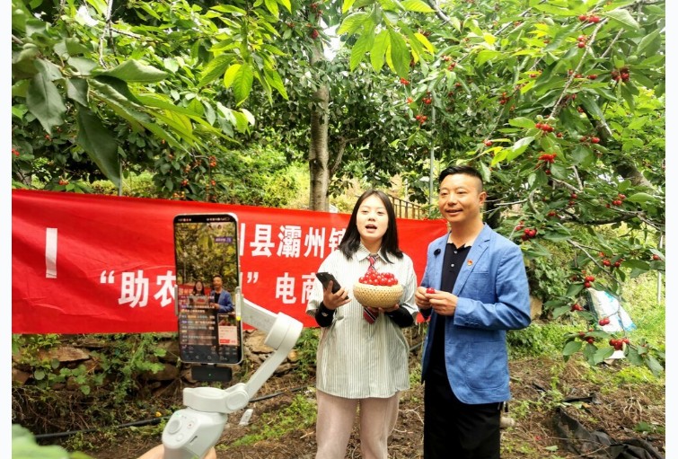 “村播”在田间地头通过直播售卖樱桃。顺庆区对口帮扶汶川县援藏工作队供图