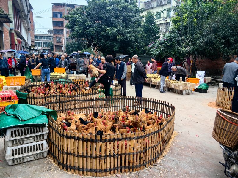 禽蛋销售点热闹非凡。通贤镇供图