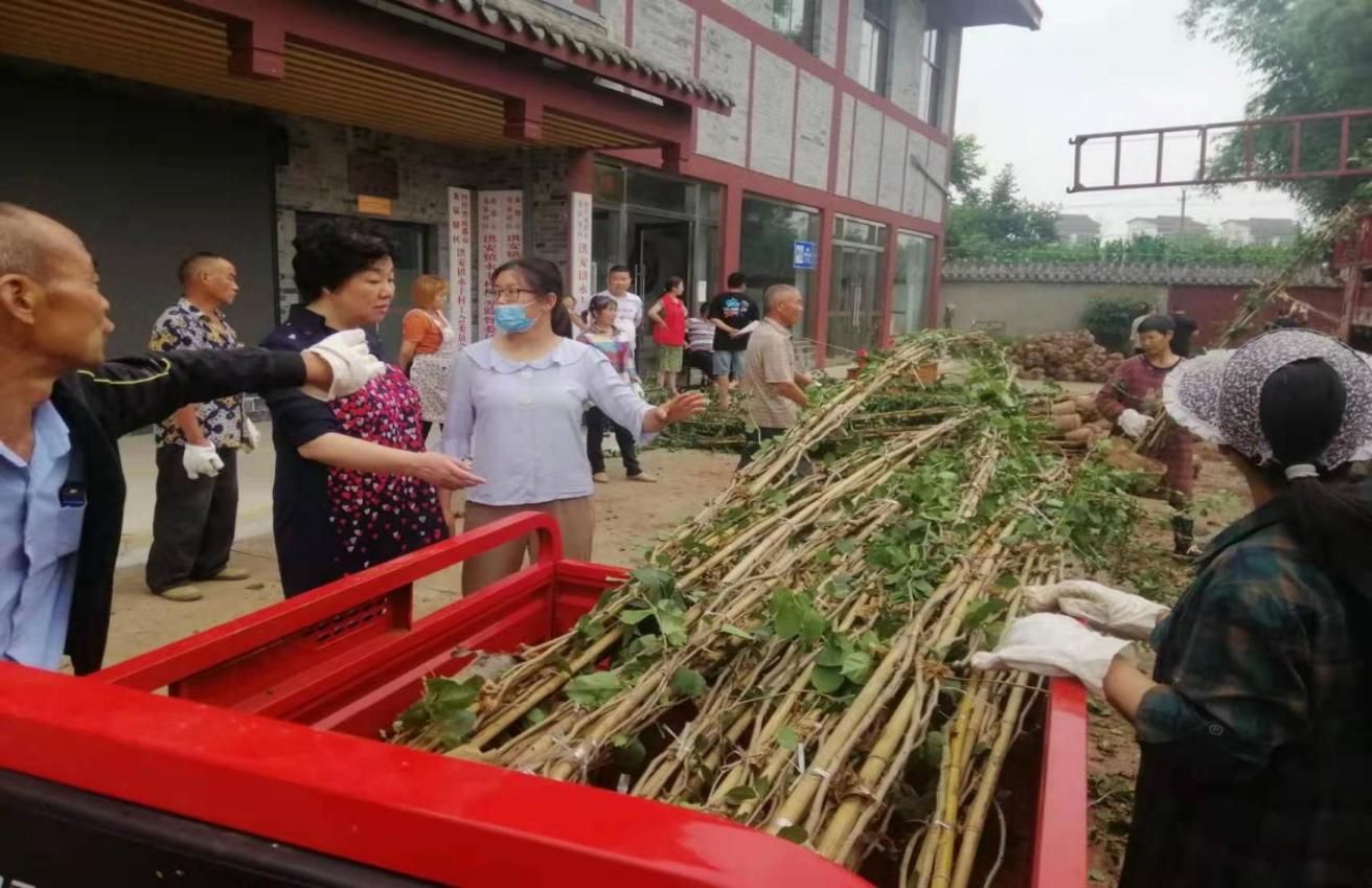 帮扶队指导苗木分发现场。龙泉驿区农业农村局供图