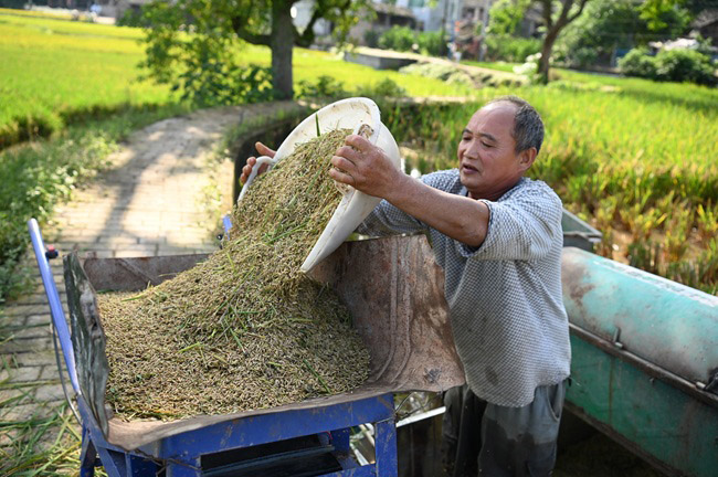 收割現場。榮縣融媒供圖