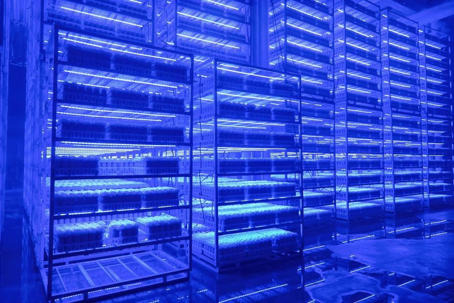 藍光栽培房。成都豐科生物科技有限公司供圖