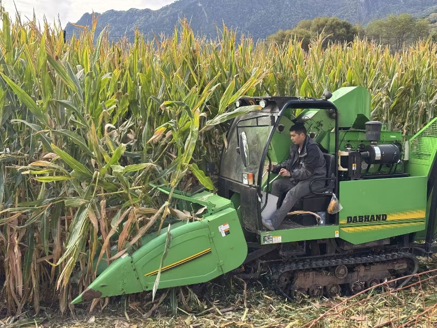 豐收現場。丹巴縣委宣傳部供圖