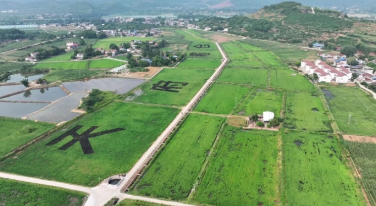 保和鎮馬蹄灣糧經復合現代農業園區。雁江區融媒體中心供圖