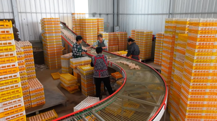 土香源牧業雞蛋分揀線。雁江區融媒體中心供圖