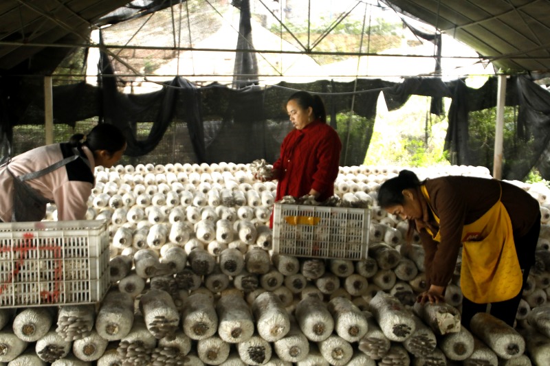 村民在大棚裡採摘平菇。鄧凌雯攝