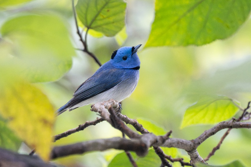 黑枕王鹟。陈鹏宇摄