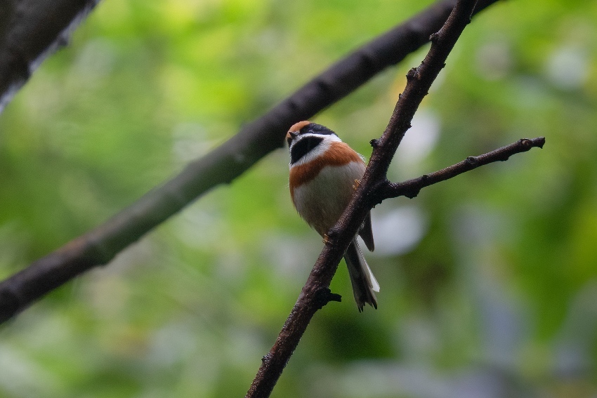 紅頭長尾山雀。余歡攝