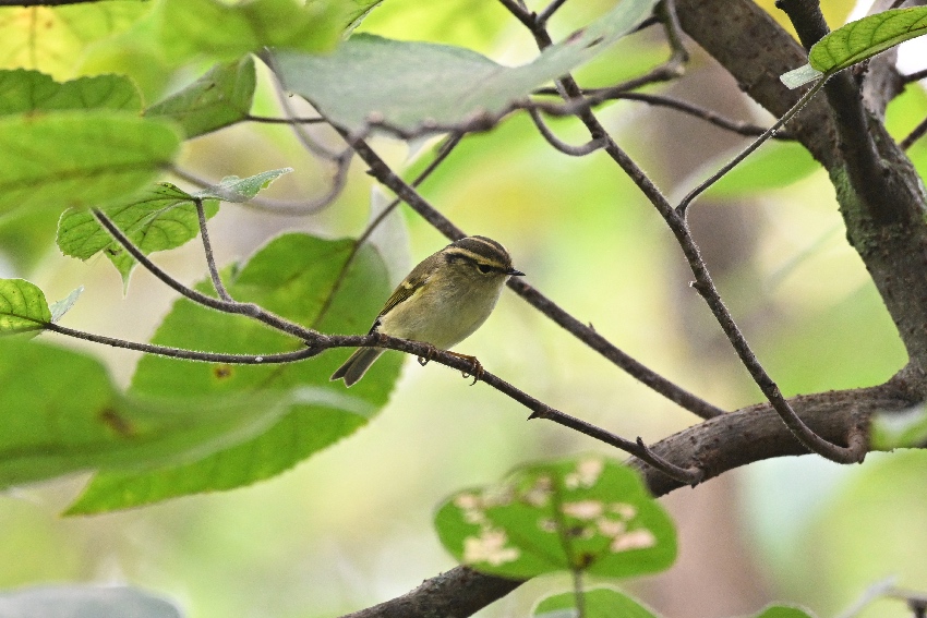 四川柳莺。黄科摄