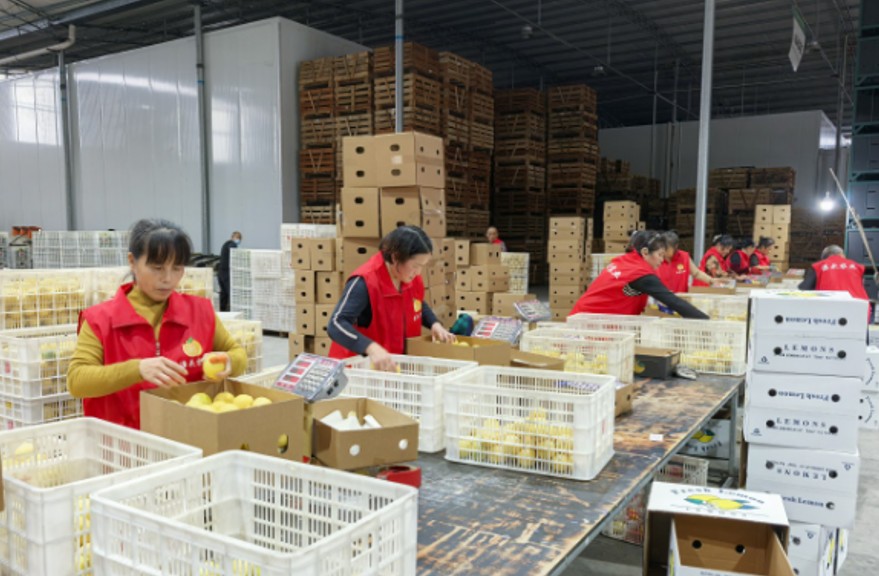 四川外檬国际贸易有限公司工厂内，工人正在打包柠檬。资阳市委宣传部供图