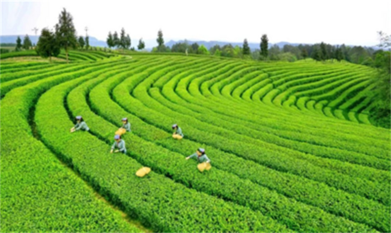 旺苍县茶叶种植基地。旺苍县融媒体中心供图