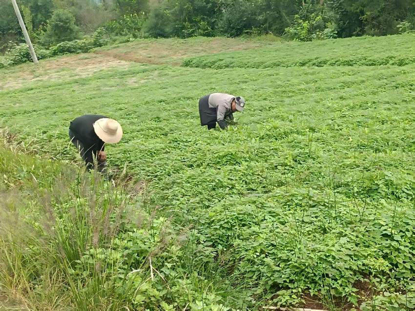 社区居民在药材地里忙碌。阆中市烟草专卖局供图